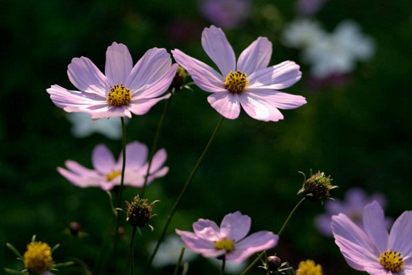 格桑花花语