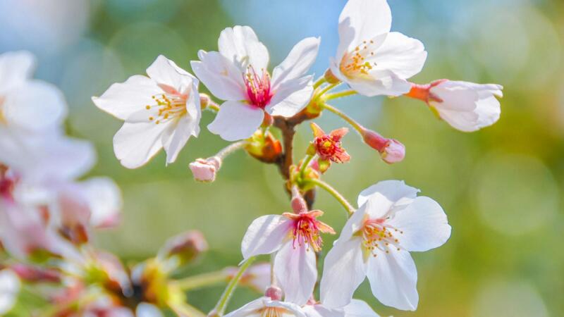 樱花的花语"