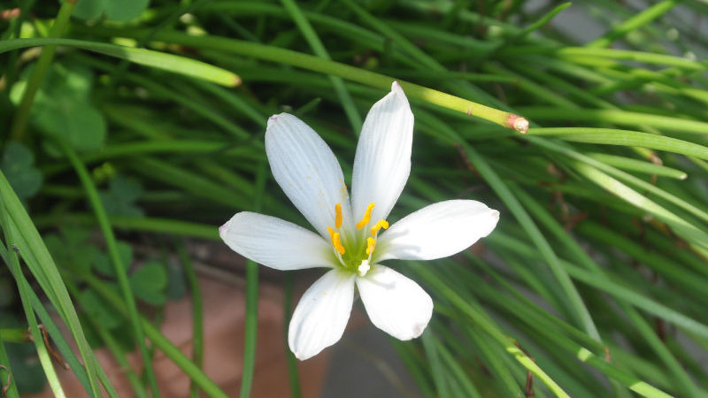 风雨兰花语