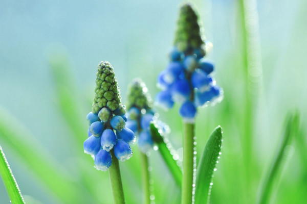 风信子花语是什么