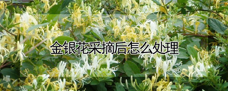 金银花采摘后怎么处理"