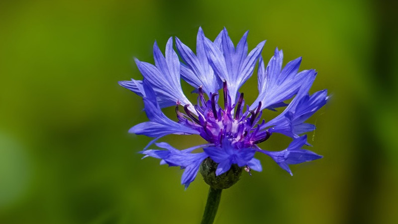 蓝花矢车菊的花语"