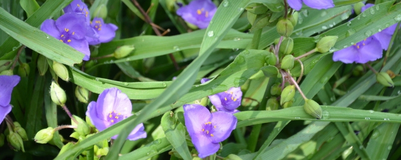 白芨的种植前景，100亩规模种植白芨效益分析"