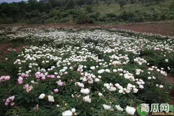 白芍种子选种技巧及育苗方法