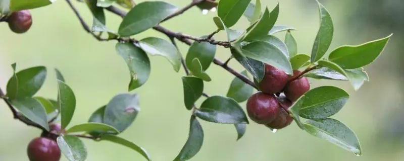 茶油多少钱一斤？茶油树怎么种植"