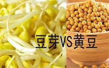 黄豆芽的营养价值