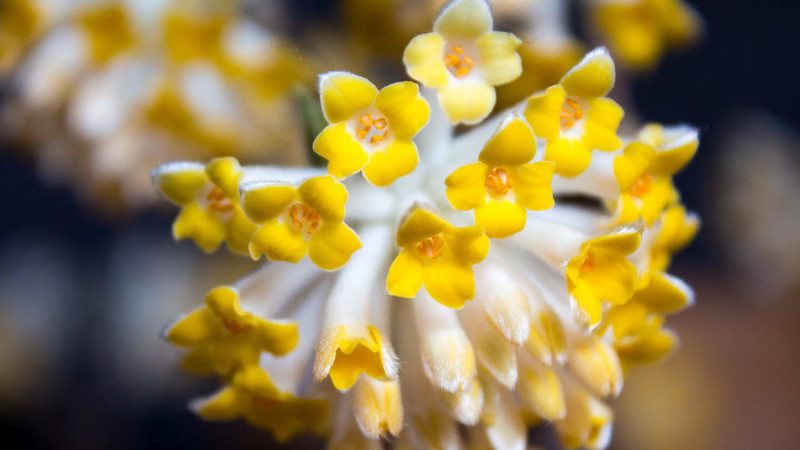 结香花花语"