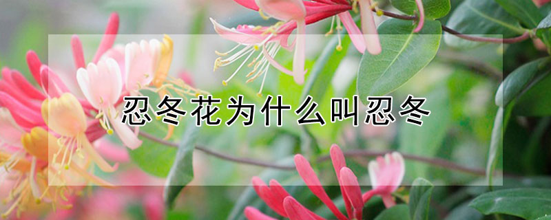 忍冬花为什么叫忍冬"