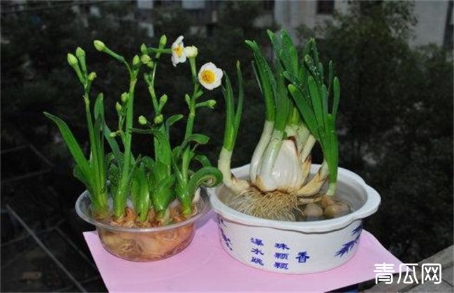 水仙花烂根怎么处理与预防"