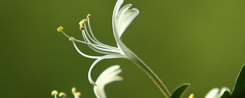 金银花怎么插才能活"