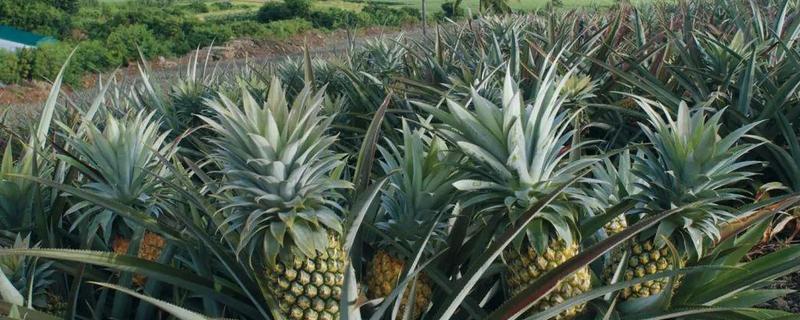 哪些水果适合夏季种，附种植要点"