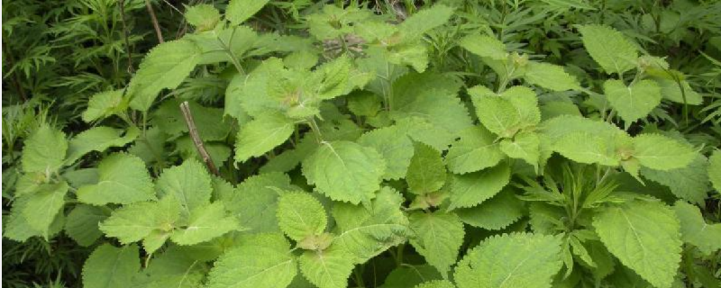 冬凌草茶价格多少钱一斤？什么季节种植好？附高产栽培技术"