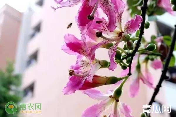 美人树养殖注意什么及繁殖方法"