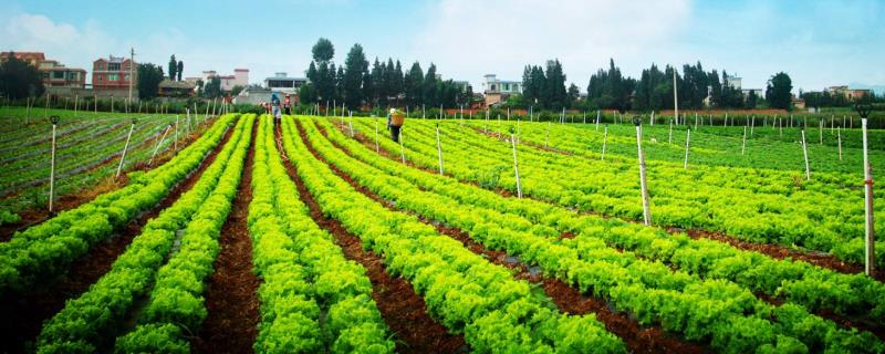 新型农业种植有哪些，建议选择合适的养殖模式"