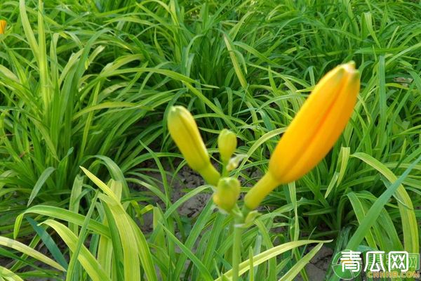 黄花菜种苗选种育苗技巧"