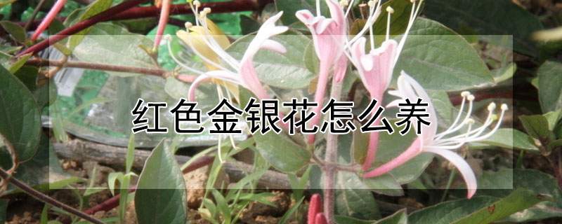 红色金银花怎么养"