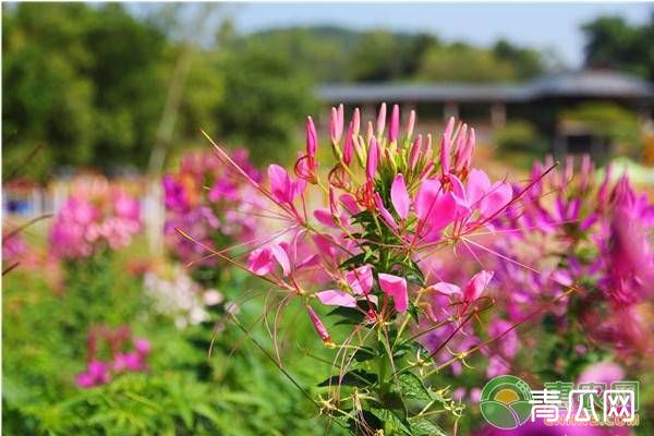 醉蝶花的养殖方法及养护要点