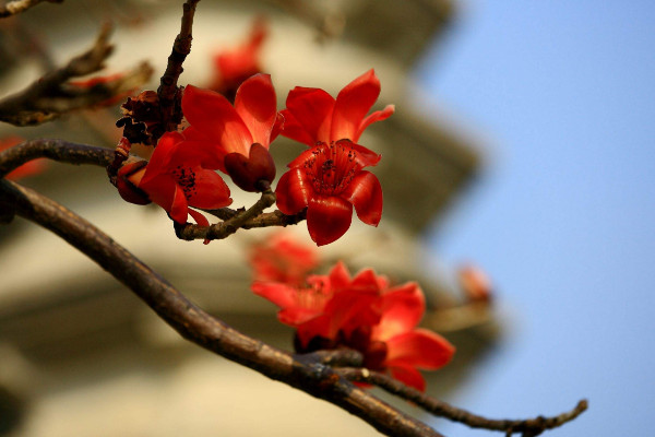 木棉花花语是什么，珍惜身边的快乐和幸福"