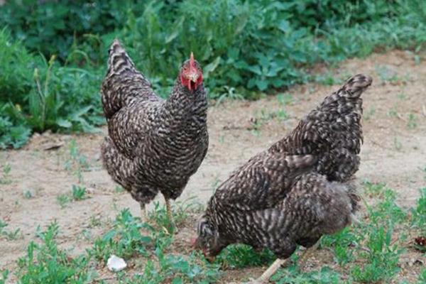 芦花鸡养殖前景如何