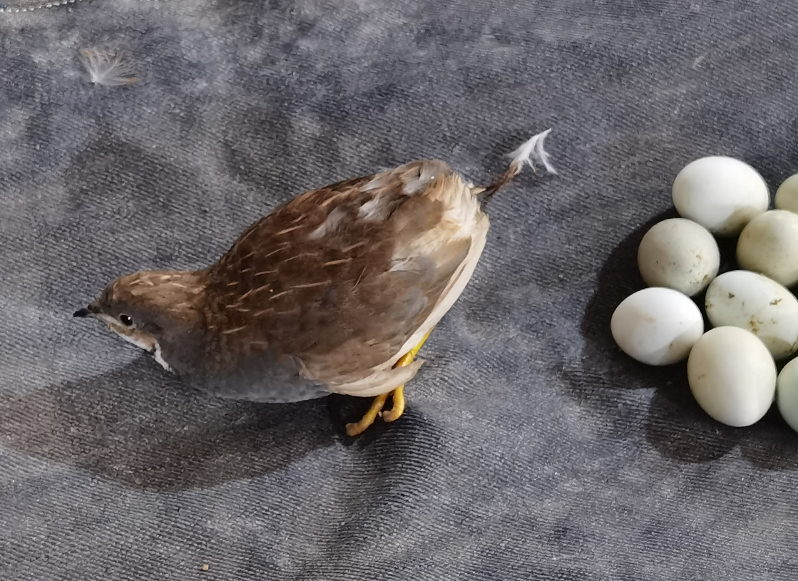 芦丁鸡刚出生怎么喂水喂食？"