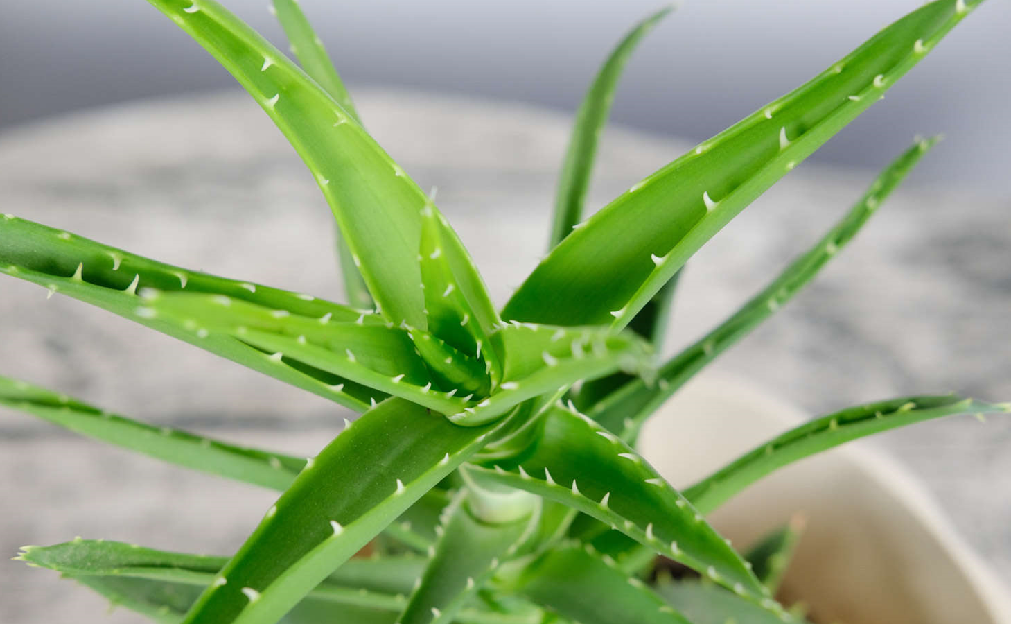 芦荟正确浇水方式"