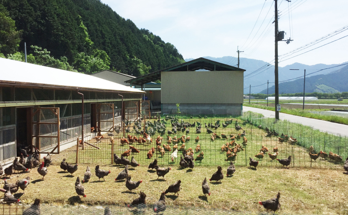 养鸡棚怎样搭建？"