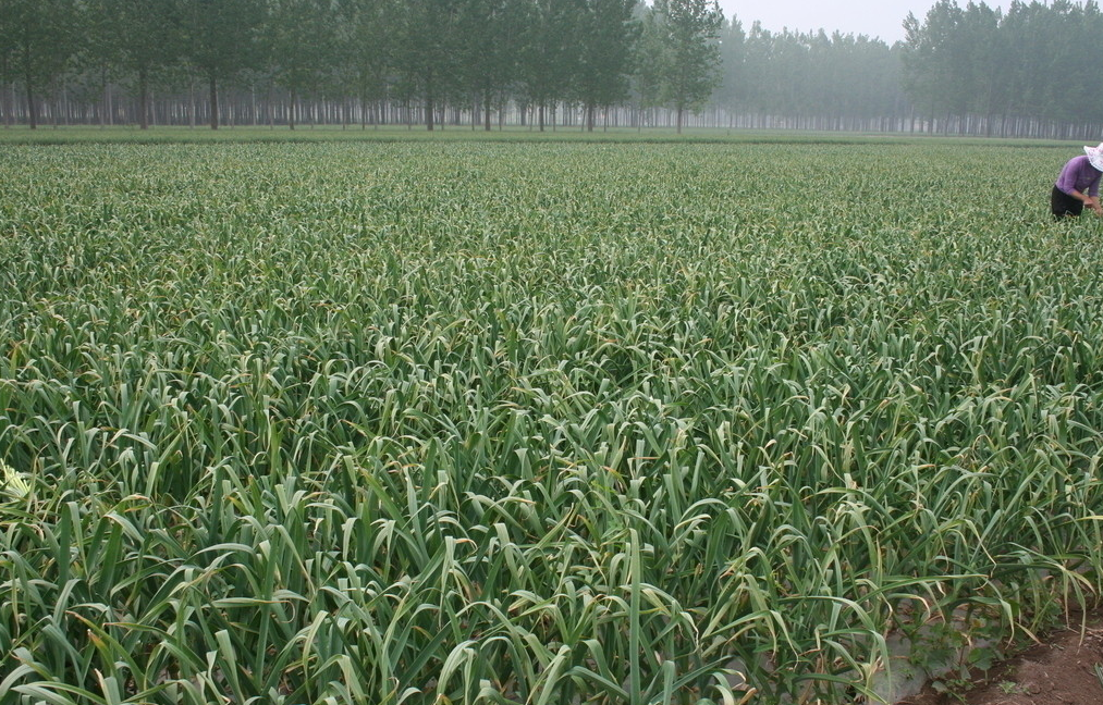 大蒜田除草剂有哪些比较好？