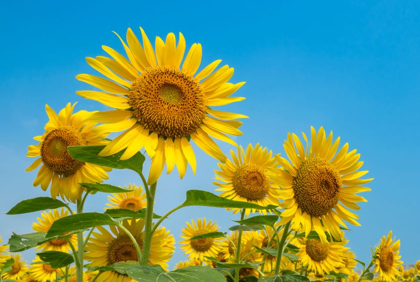 花卉植物为什么大多喜欢夏季？哪些花夏季反而长不好？