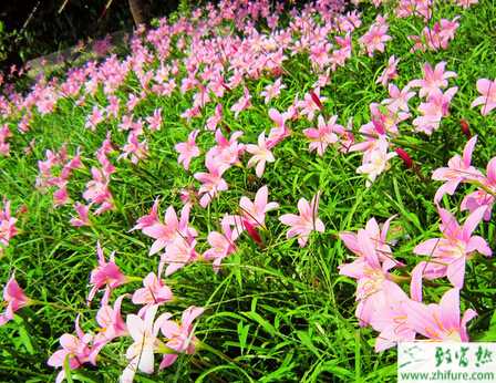 种兰花供肥新法――“输液法”"