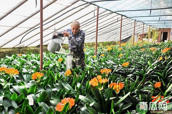 夏季怎样浇花才能长势好"