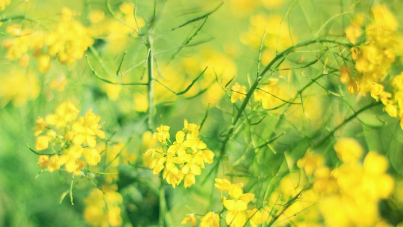 油菜花花语"