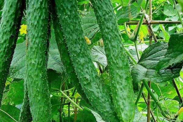 春大棚黄瓜种植技术