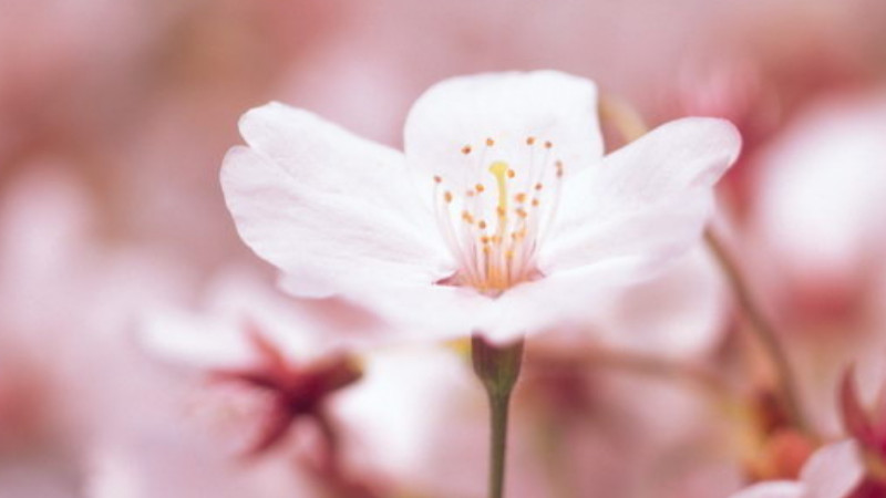 樱花草花语"