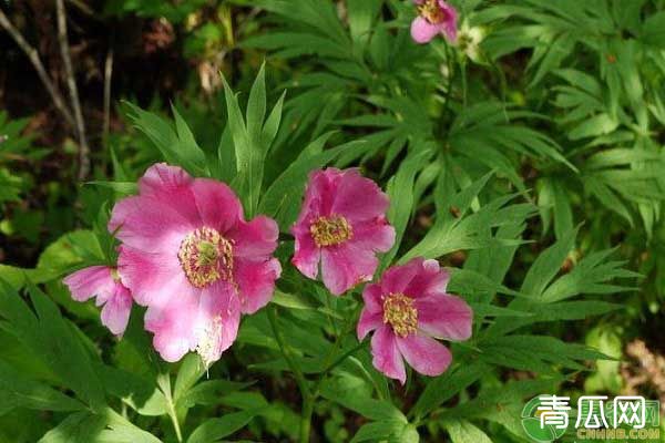 芍药花一般什么时候种植比较好"