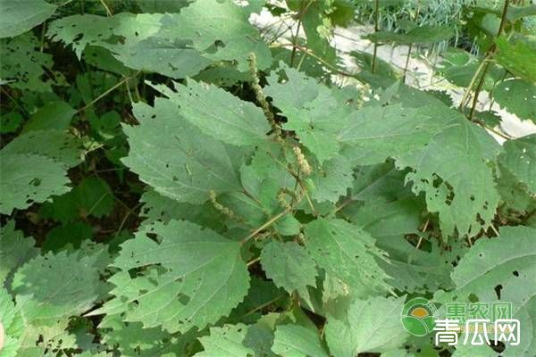 要想苎麻种得好，这五大种植要点需牢记！"