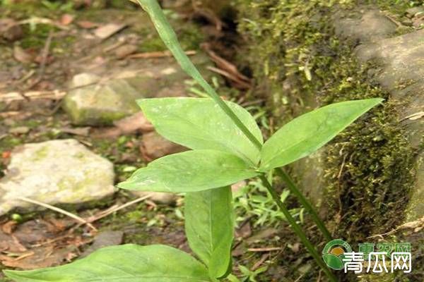 中药材半夏的高产种植技术讲解"