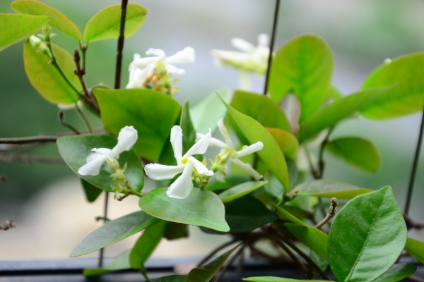 风车茉莉的花语