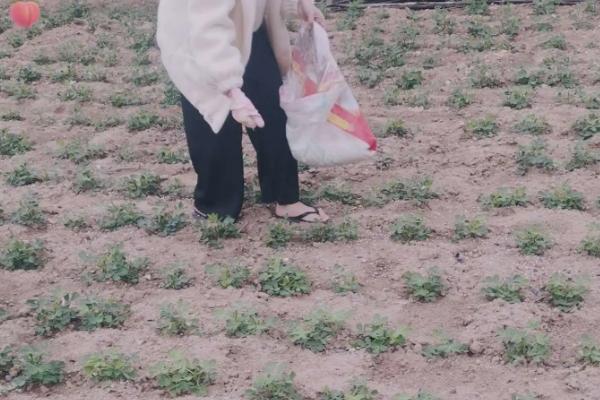 花生开花期下大雨有什么影响