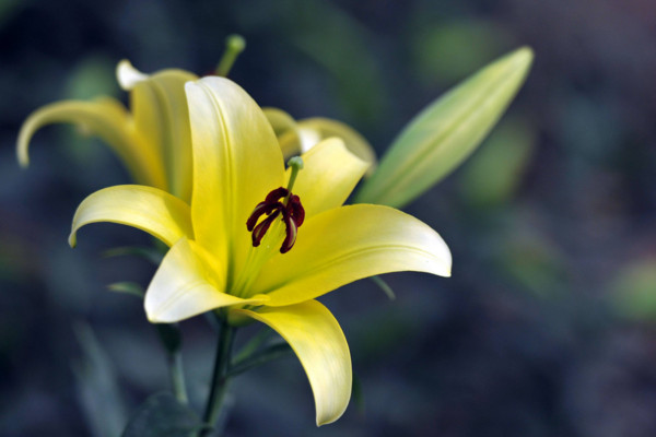 百合花语大全