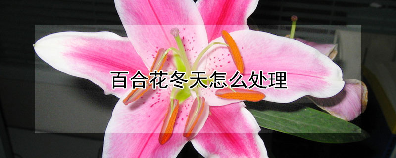 百合花冬天怎么处理"