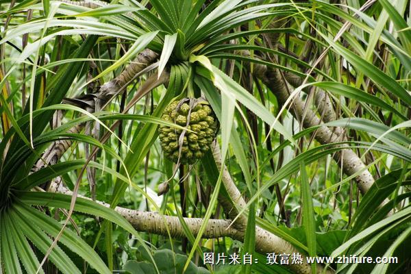 菠萝树寄生的功效与作用及禁忌"