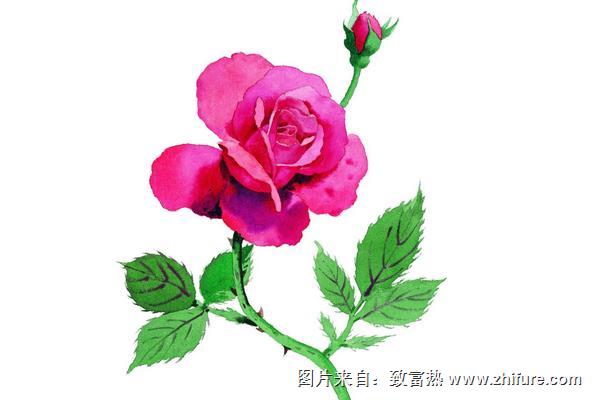 玫瑰花简笔画怎么画（图解步骤）"