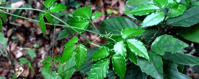 高利润药材种植，需根据各地的环境特征来选择合适的品种"