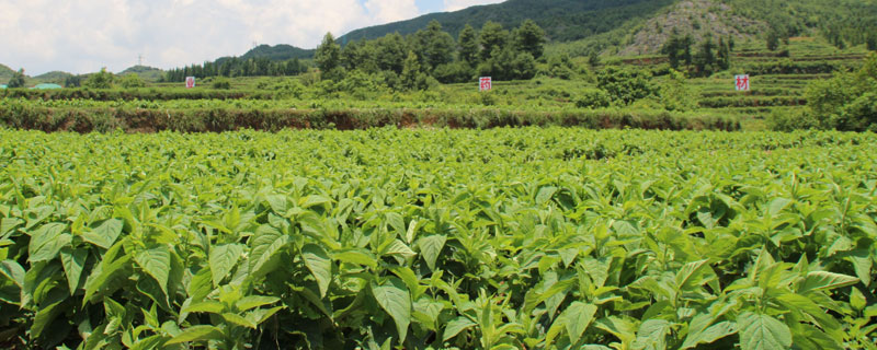 山区适合种植什么药材？千米海拔高山区和低山区有很大不同"