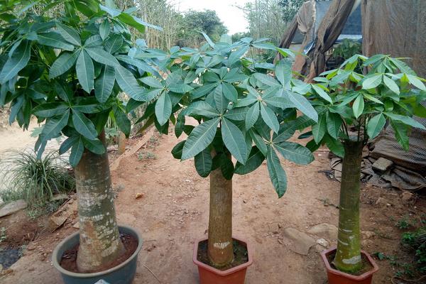 花农种什么花效益高？这4种花市场需求大