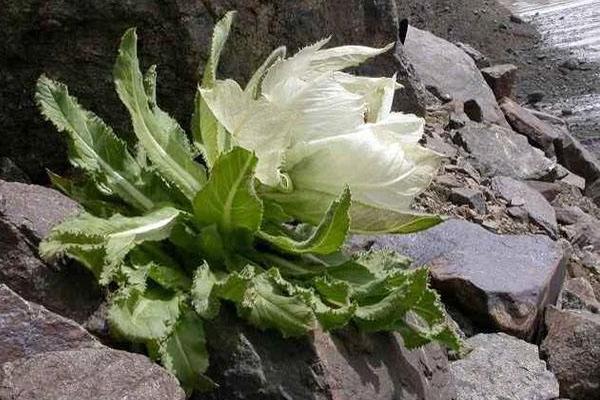 预测2019年草药种植什么最赚钱