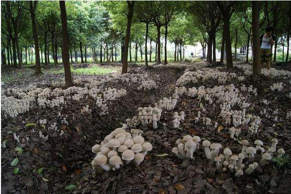 预测2019年草药种植什么最赚钱