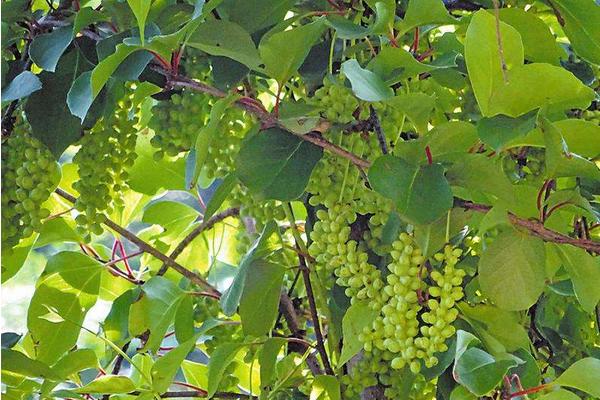 预测2019年草药种植什么最赚钱