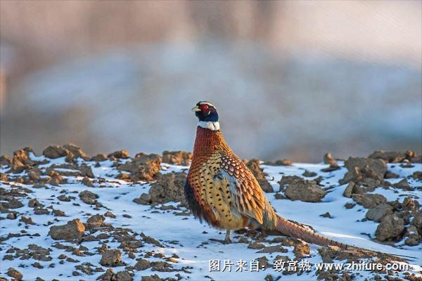 野鸡图片大全