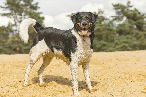 牧羊犬有哪些种类？